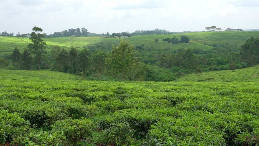 Panoramic landscape view capturing the vast, lush green tea plantations blanketing the rolling hills of Uganda.