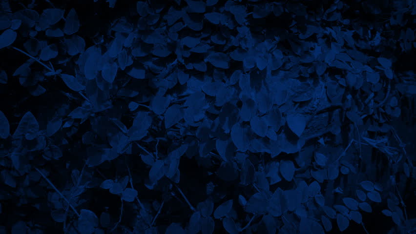 Overgrown Rock Face At Night
