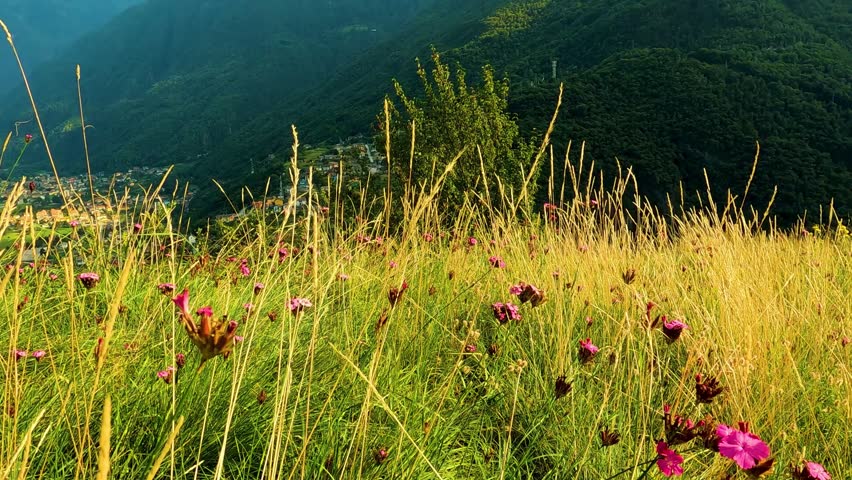 Beautiful mountain landscape with pink flowers and green grassy hillside