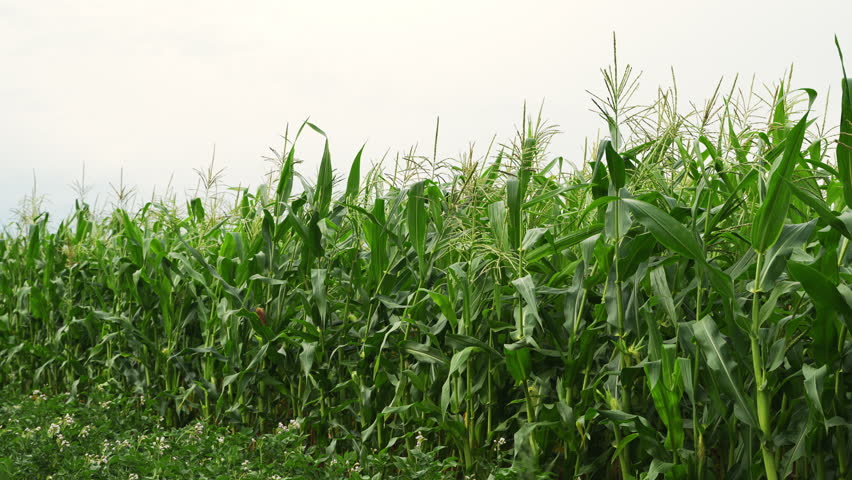 Lush green cornfield waving in the wind against an overcast sky. Agriculture and farming concept