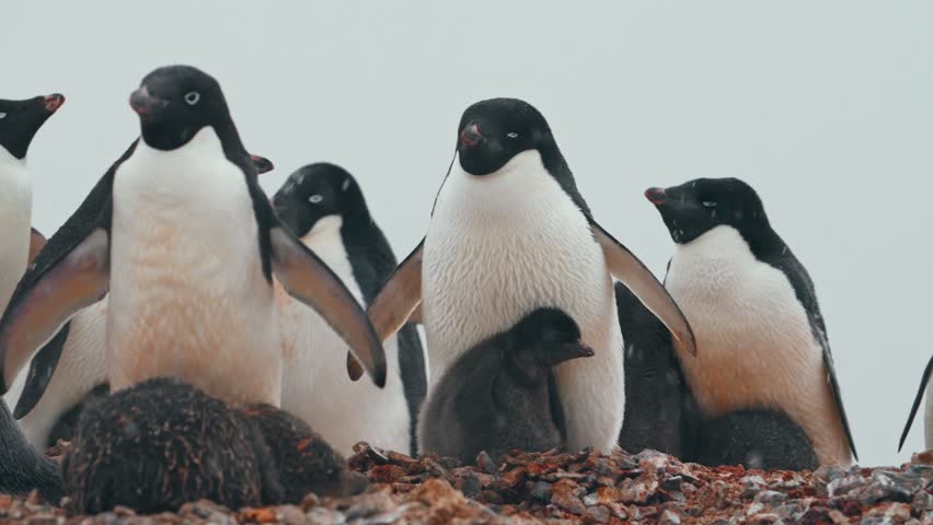 Colony Of Adélie Penguins With Babies During Snowfall In Rocky Antarctic. Close-up Shot