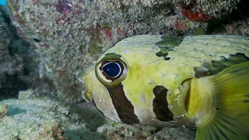 A close-up profile of a spiny porcupinefish inside a cave in the Maldives.