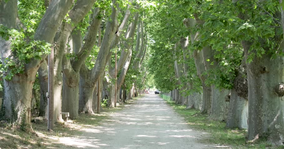 Green Platan Tree Canopy Path.
