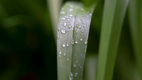 Water droplets on green leaf macro close up - Powered by Shutterstock - Get 15% off with code: PIKWIZARD15