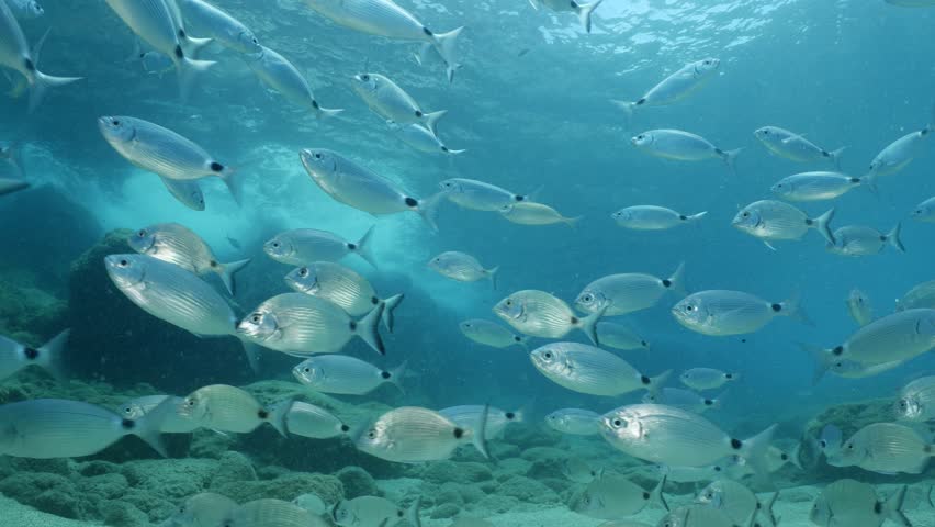 underwater fish scenery from mediterranean  sea breams ocean scenery underwater landscape seabreams Diplodus sargus