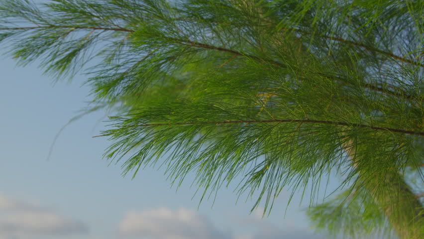 Vibrant green pine needles and delicate branches against a pale blue sky with soft clouds