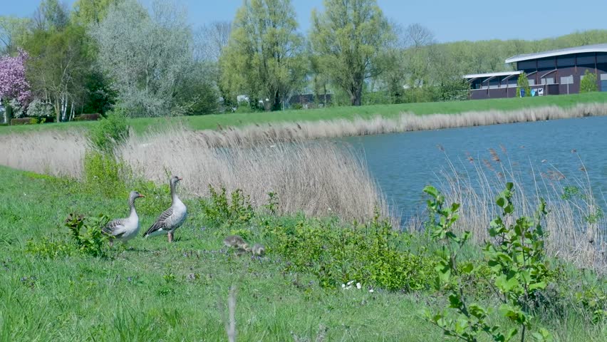 Greylag goose family with goslings walking in the grass near a lake