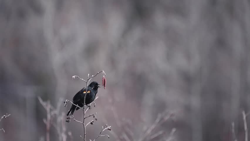 Red-winged blackbird perched on the top branches of a leafless tree during early spring, filmed in a wide mid-range composition at eye level. The bird naturally scratches beneath its wing before singing loudly in its natural habitat. Dried fruits remain on the branches while the surrounding trees are still bare from winter, creating a calm seasonal atmosphere. Authentic outdoor sound and bird calls included. Natural wildlife footage ideal for themes of spring migration, nature awakening, birdwatching, wetlands, ornithology, peaceful environments, seasonal transition, and North American wildlife.
