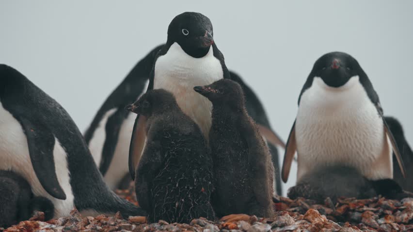 Adult Adelie Penguins With Babies - Species Endemic To Antarctica. Close-up Shot