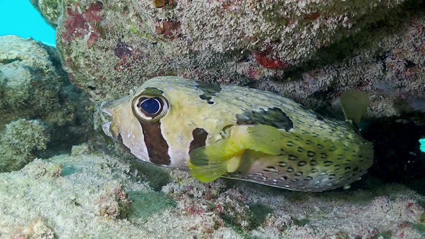 A spiny porcupinefish looks at the camera with an open mouth in the Maldives.