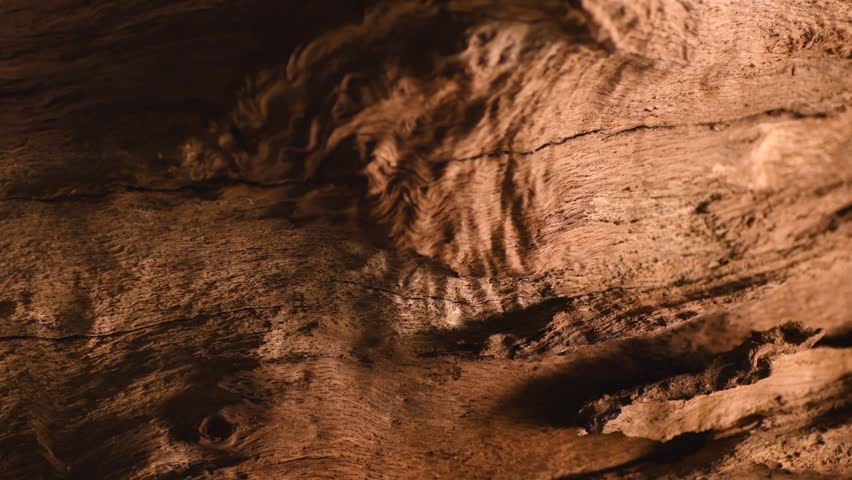 Old wood background texture. Brown color of natural eco oak ancient wooden textured backdrop, slab, close-up. 