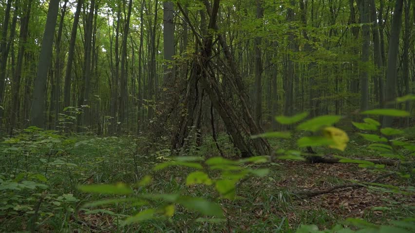 Handmade wooden teepee shelter built from branches in a green forest habitat showcasing bushcraft camp and outdoor survival skill.