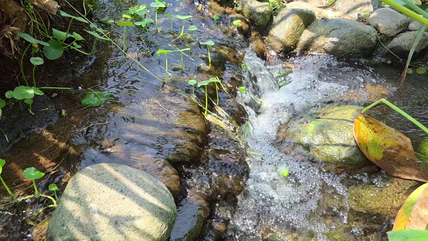 Clear freshwater flowing over natural rocks in a small forest stream, creating sparkling ripples and soothing movement amid lush green vegetation outdoors