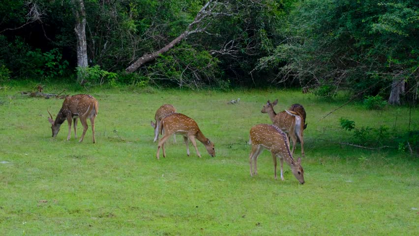 Herd of wild spotted deer grazing on grass during wildlife safari in Wilpattu National Park in Sri Lanka