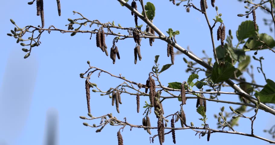 Blue Sky Branches With Catkins Swaying, Early Spring Alder Branch Catching