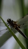Closeup Dragonfly Eyelevel On Blade, Sharp Compound Eye And Fine Mouthparts - Powered by Shutterstock - Get 15% off with code: PIKWIZARD15