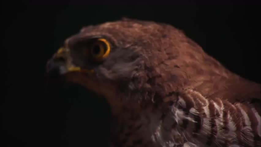 Extreme Close Up Portrait of African Goshawk with Fierce Yellow Eyes Staring