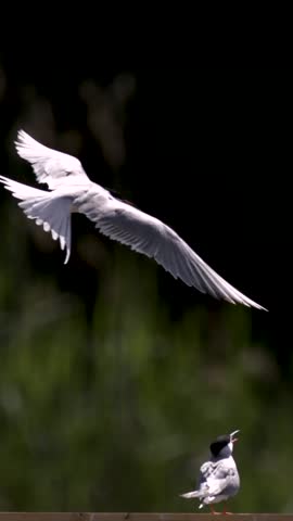 Super Slow Motion White Terns In Super Slow Motion Airborne Tern Unfurls Wings