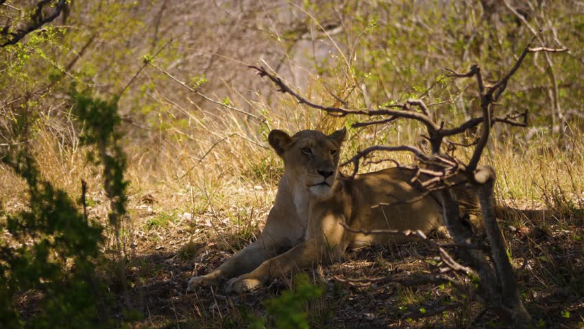 African lioness resting quietly in dry grass and widely yawning.