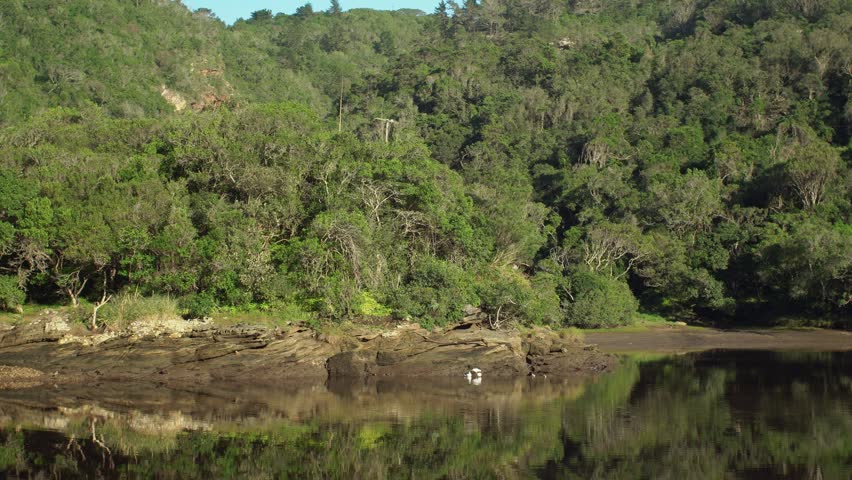 Placid river surface reflecting a dense green forest hillside. Small white birds resting on a dark rocky mud bank at the water