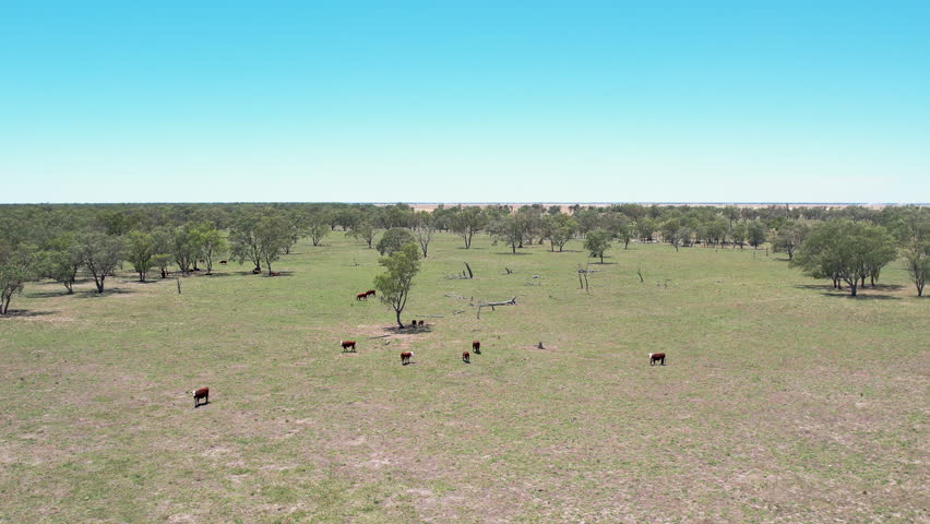 Aerial drone view of cows dispersed across sparse woodland grassland with scattered trees showing grazing livestock spread over wide dry rural landscape under clear sky