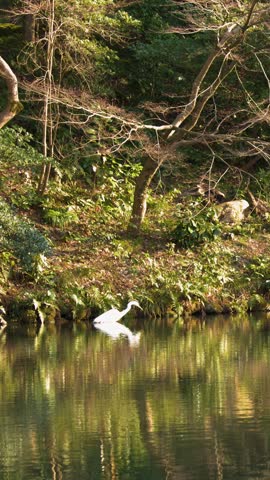A white heron stands still by a reflective pond in a lush Japanese garden setting.
