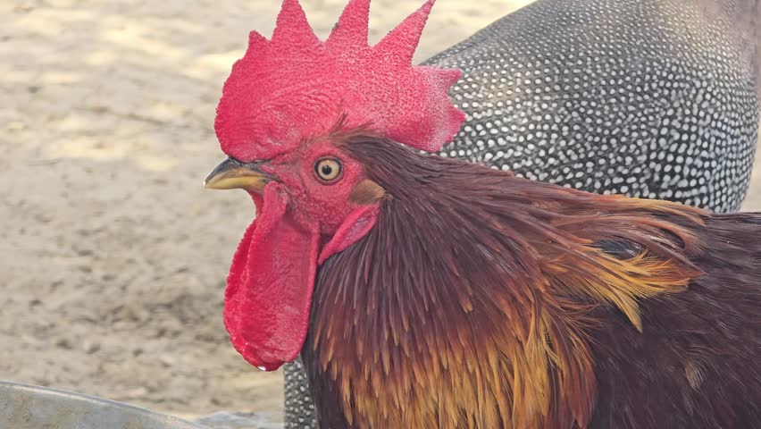 Vibrant rooster head close up, colorful male chicken with red comb and wattle, domestic poultry bird on a sunny farm background