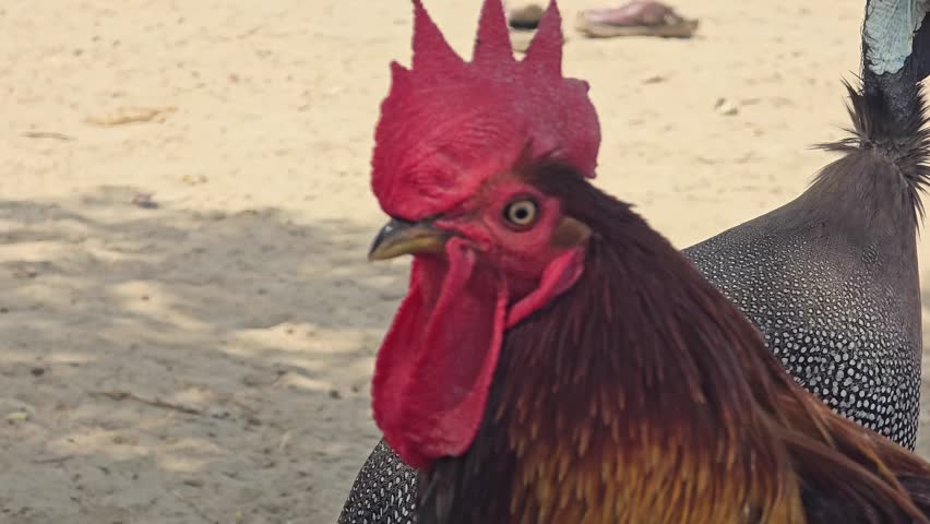 Vibrant rooster head close up, colorful male chicken with red comb and wattle, domestic poultry bird on a sunny farm background