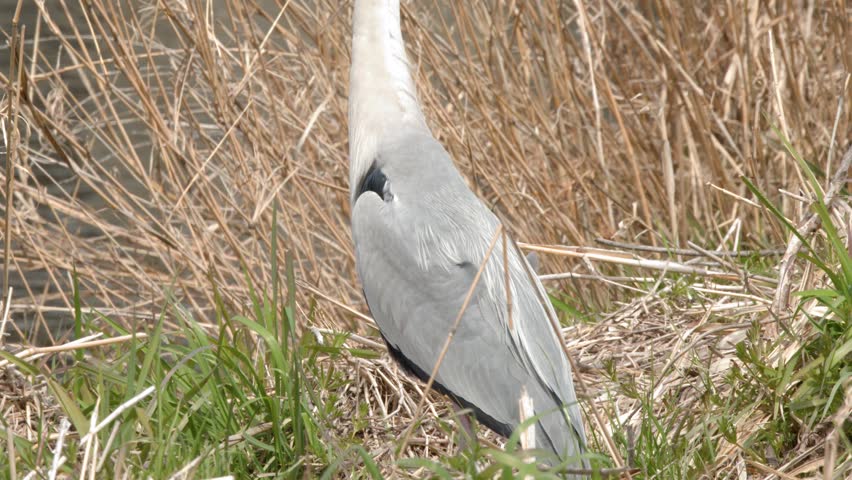A grey heron stands alert in dry reeds by a river in Kyoto, Japan.
