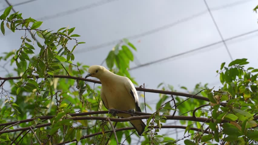 bird on a branch, imperial pied pigeon walking around on tree branches, pigeon carefully walk in small tree branch in the park
