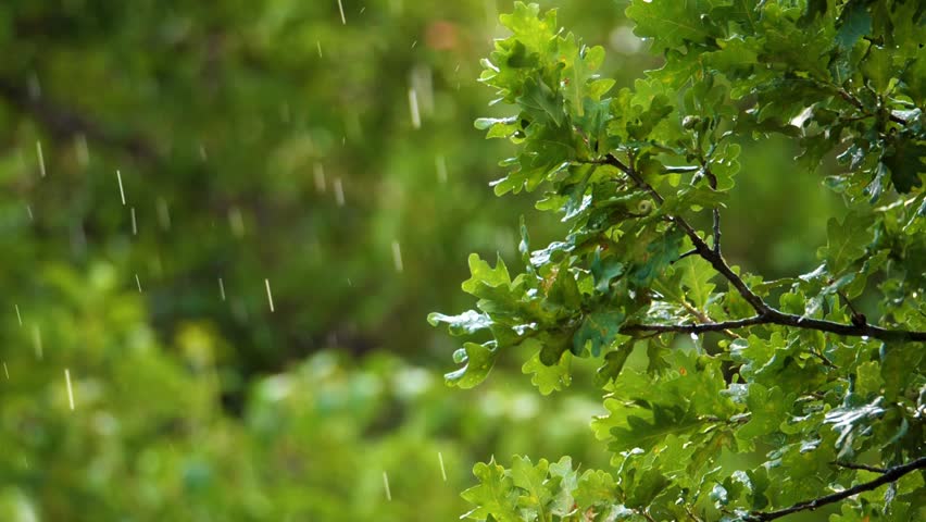 Oak branches with fresh green leaves during a rain shower in the forest. Close up.