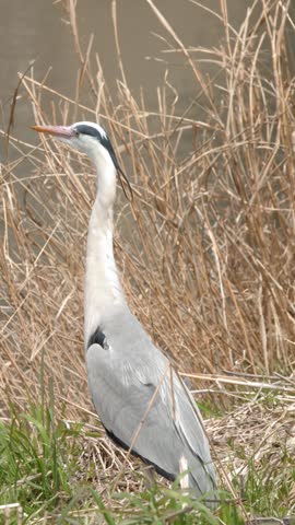 A grey heron stands alert among dry reeds and green grass beside a calm river.