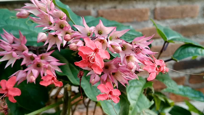 Beautiful bleeding heart vine Clerodendrum thomsoniae flowers with white calyces and red petals blooming in the garden