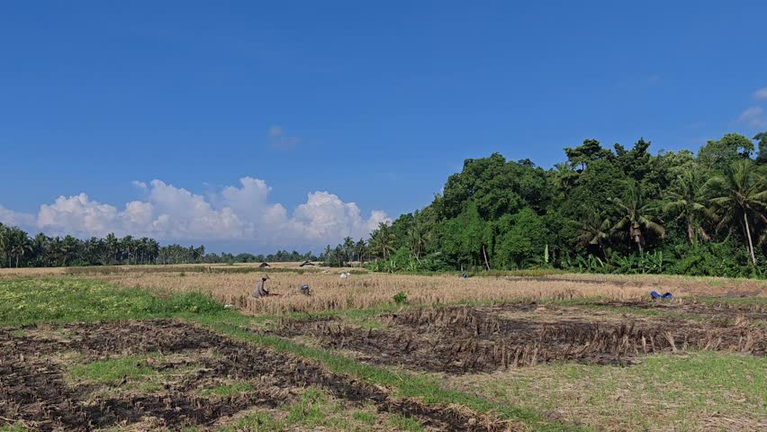 Farmer operating a hand tractor in a rural rice field under a clear blue sky