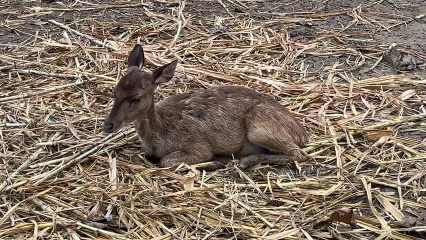 Small deer resting on dry straw and twigs in nature. A young brown deer lies curled up on a bed of dry grass and straw, blending into the surrounding natural habitat. Ideal for wildlife documentaries or nature conservation content.