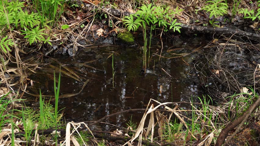 A shallow forest puddle filled with dark standing water, surrounded by green ferns, moss, and decaying brown leaves in a damp woodland environment