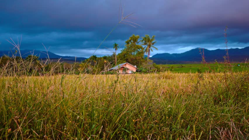 Scenic view of small house in ripe rice paddy field under dark stormy sky with mountain background. Rural landscape before rain.