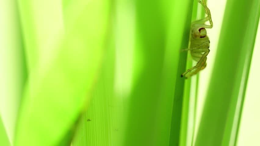 A sharp, detailed extreme macro photograph captures a small jumping spider hiding behind a vibrant green blade of grass.