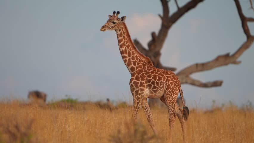 Adult Giraffe Walking Calmly in savanna