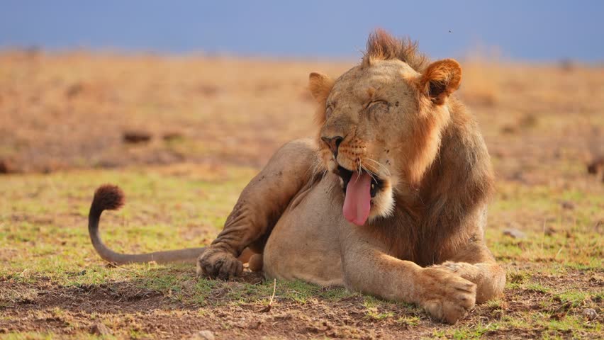 Male Lion Yawning in the Wild