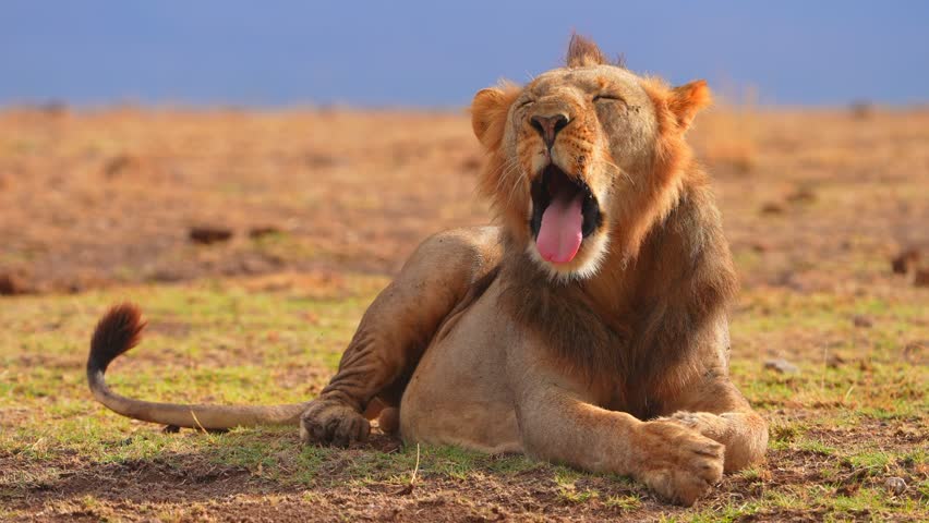 Lion Yawning in Beautiful Nature Scene