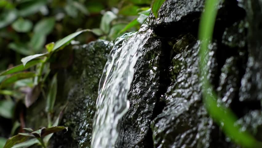 Clear forest liquid cascades gently down a dark stony wall surrounded by foliage.