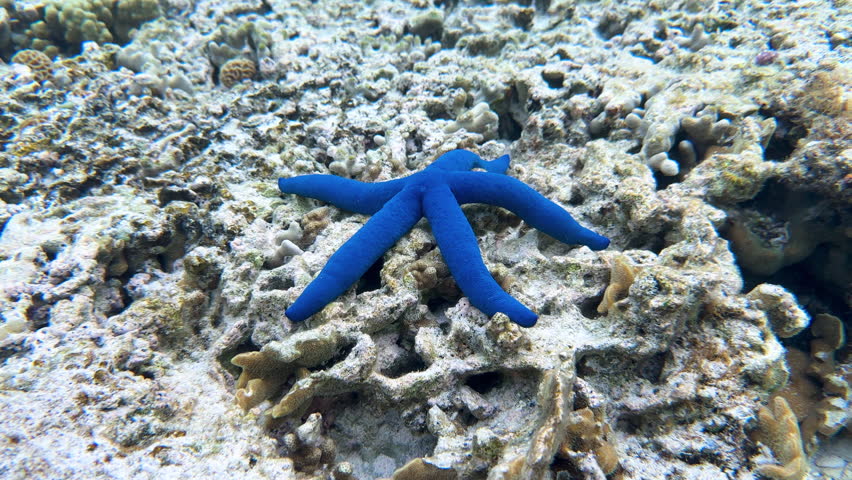 A vibrant Blue Linckia Starfish (Linckia laevigata) nestled on rocky reef in the shallows of a Great Barrier Reef lagoon.