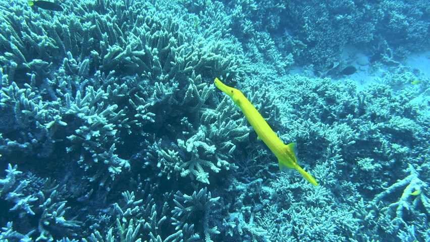 A vibrant yellow Trumpetfish (Aulostomus chinensis) swimming over coral in a shallow tropical lagoon on the Great Barrier Reef, Queensland.