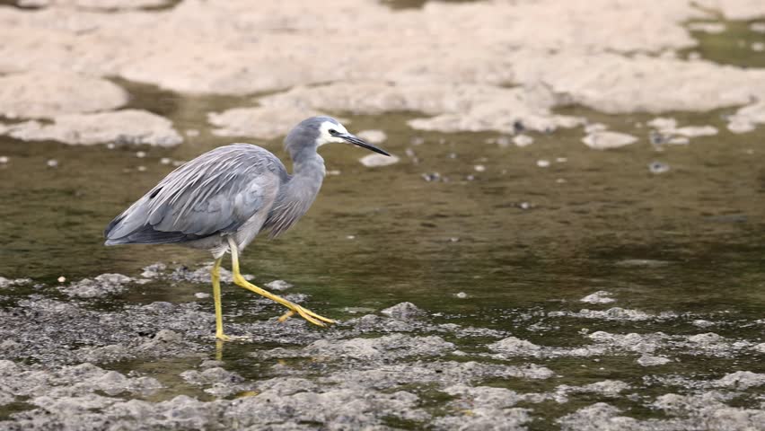 A white faced heron in breeding plumage stalks through shallow water and shows off its hunting skills as it catches small fish in a tidal pond in Narooma harbour in New South Wales, Australia.
