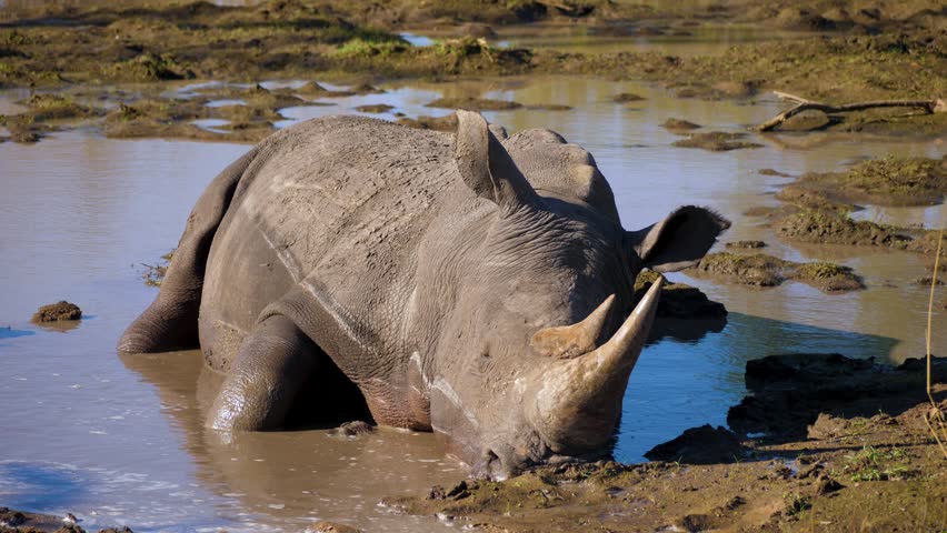 A big white rhino is coating its skin in mud on a sunny day in the African savannah.