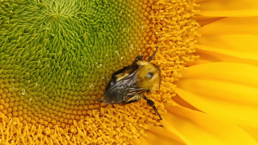 video of a busy bee gathering pollen from the center of a large, bright yellow sunflower.