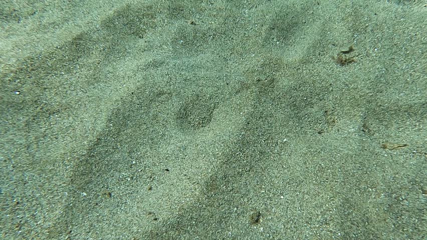 A weever fish emerges from his hiding place