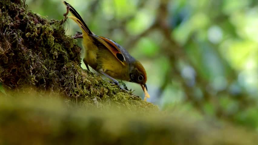a bird perches on a moss-covered branch in a lush forest setting.