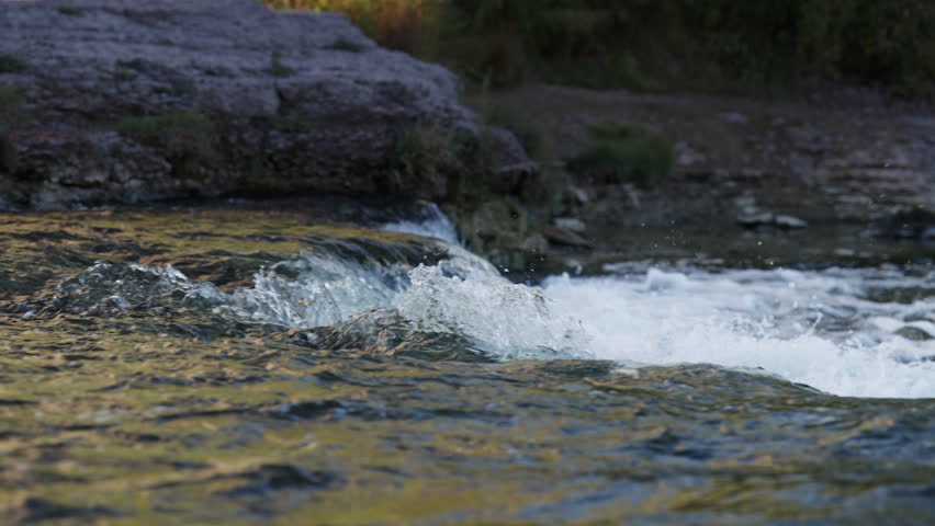 A salmon navigates the strong current of the Ganaraska River during the yearly fall salmon run in Port Hope.